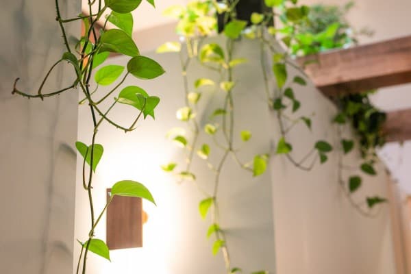 Sage Cancer Care cover photo