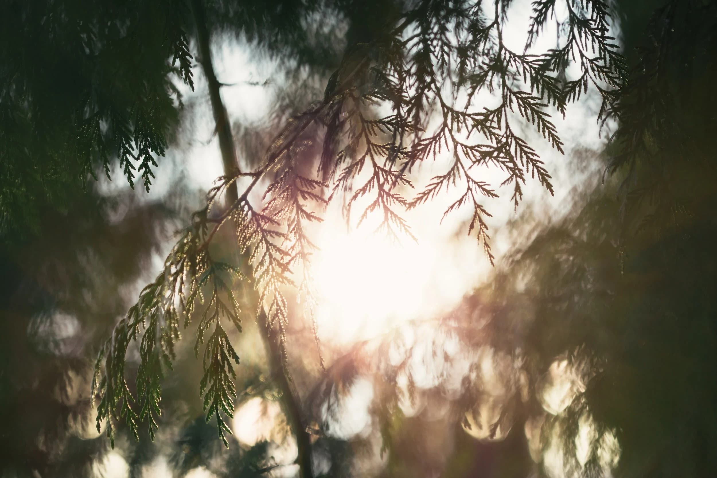 Rose & Cedar Forest Therapy cover photo